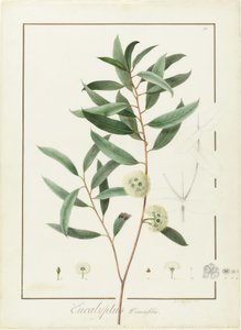 Eucalyptus Diversifolia, 1811 de Pierre Joseph Redouté